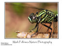 Orthetrum sabina